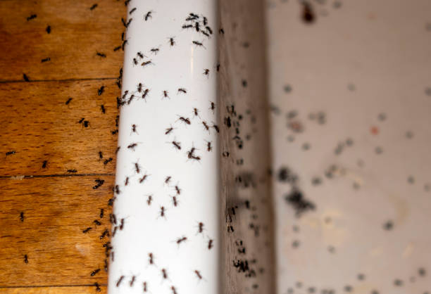 Best Flea Control Services  in Boaz, AL